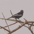 /album/photogallery/white-sided-black-tit-2-jpg/